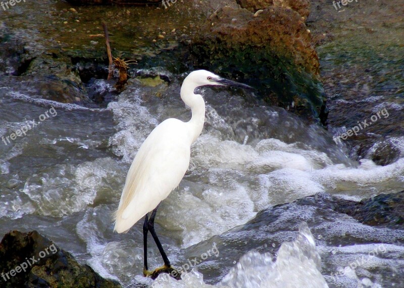 Birds Egret Water Free Photos