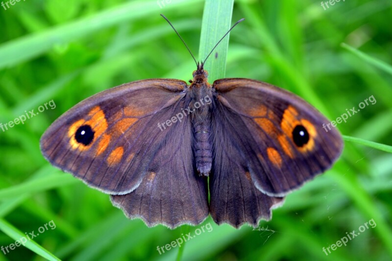 Butterfly Insecta Grass Green Free Photos