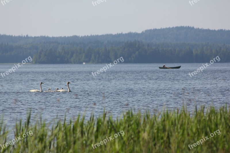 Swan Boat The Boatman Peace Silence