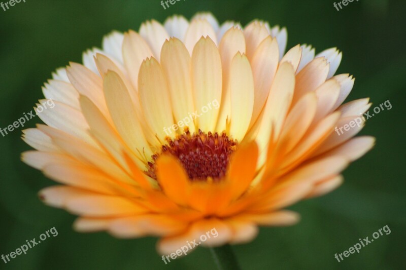 Marigold Flower Blossom Bloom Orange