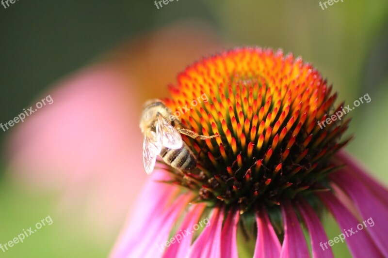 Flower Bee Red Blossom Bloom