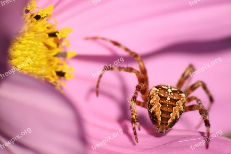 Araneus Spider Flower Blossom Bloom