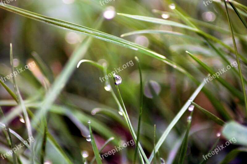 Drops Dew Grass Macro Nature