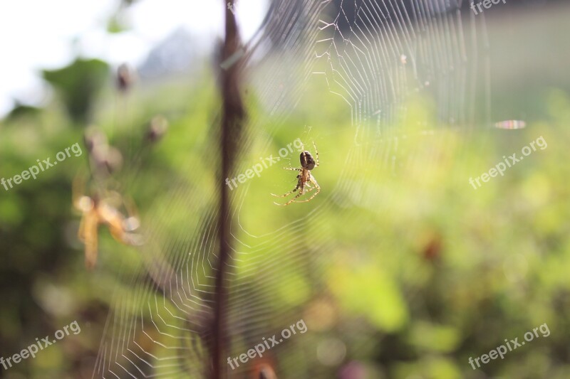 Spider Web Landscape Insect Detailed