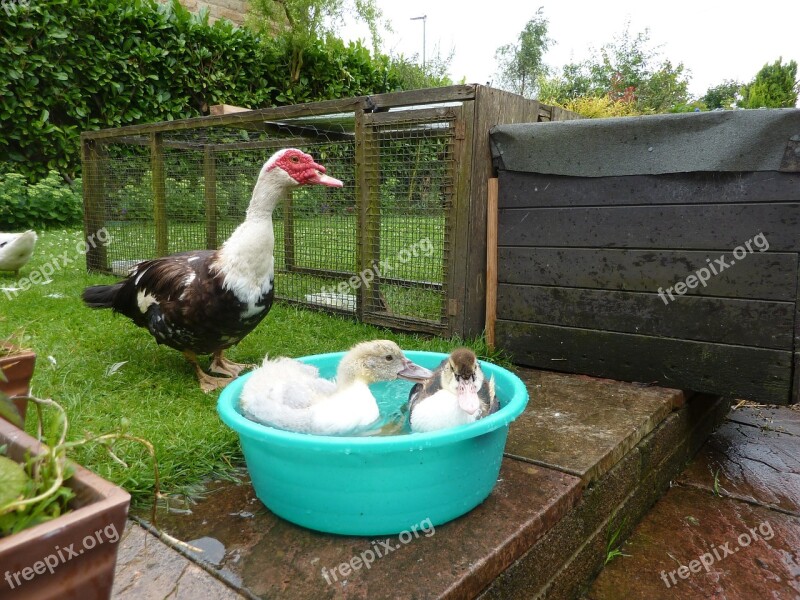 Muscovy Ducks Ducklings Waterfowl Drake Free Photos