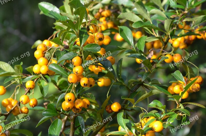 Sea Buckthorn Autumn Fruits Berries Bush