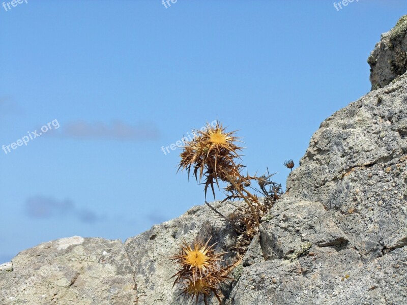 Thistle Pieksig Rock Stone Nature