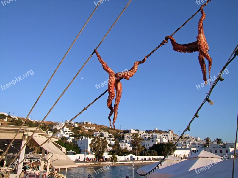 Squid Octopus Dry Mykonos Greece