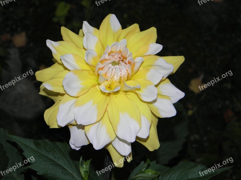 Dalia Flower Summer Flower Garden Garden Flower