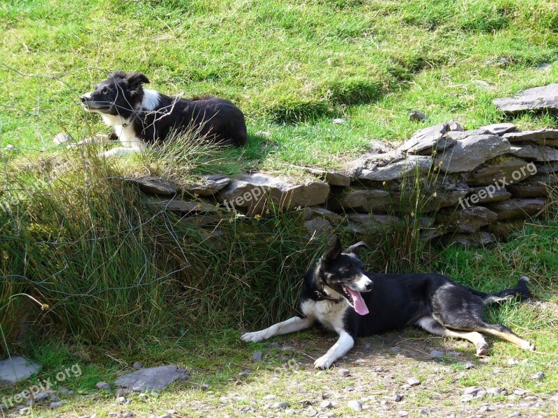 Collie Dogs Animals Race Mammal