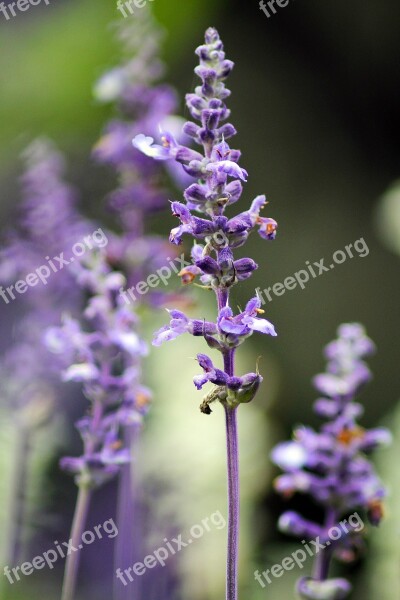 Purple Flower Plant Macro Nature