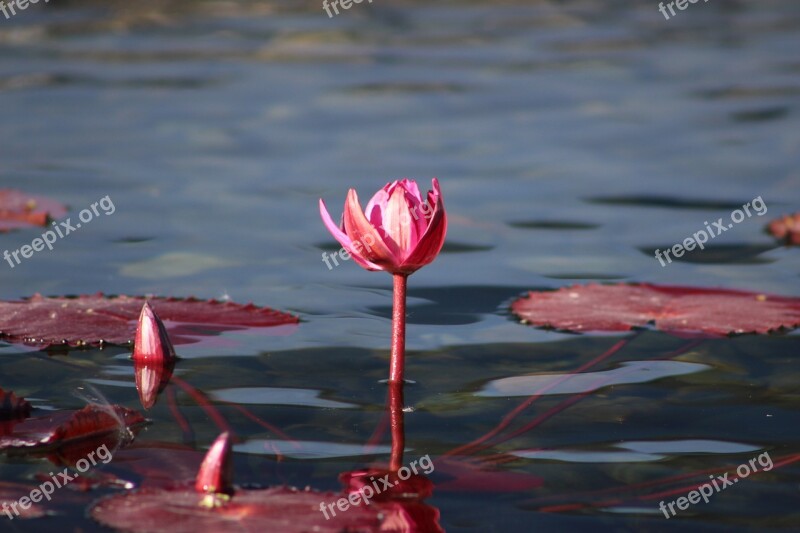 Water Lily Pink Flower Plant Nature