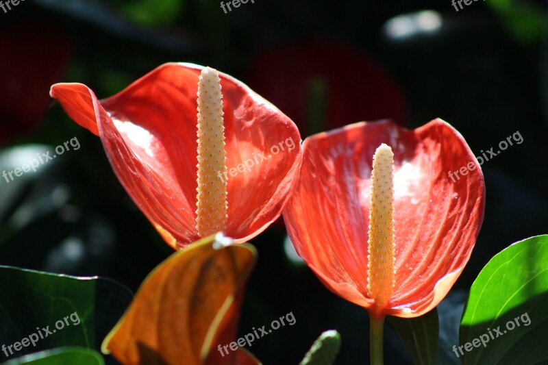 Calla Red Flower Plant Nature