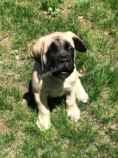 Puppy English Mastiff Dog Cute Mastiff