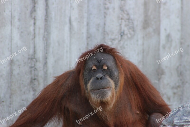 Orangutan Ape Nature Orang Utan Primate