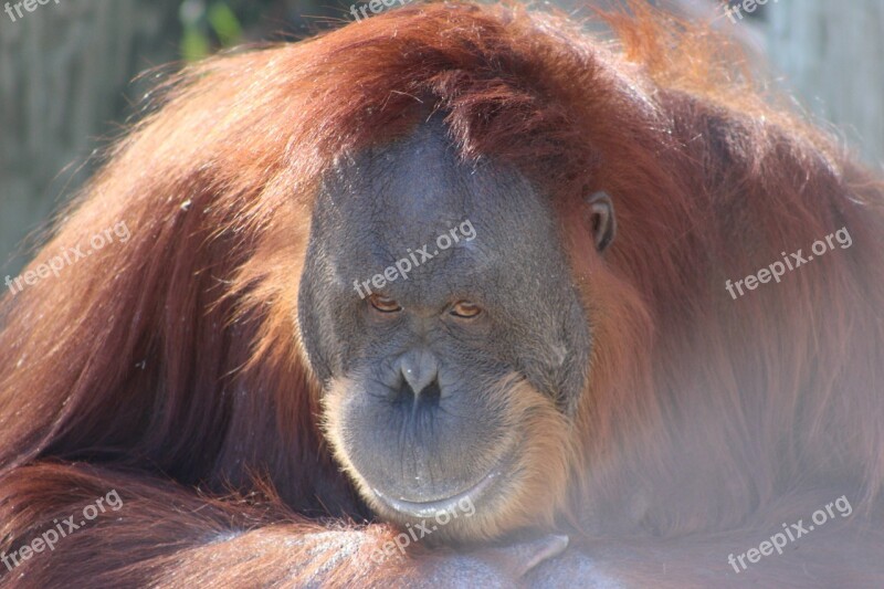 Orangutan Ape Nature Orang Utan Primate