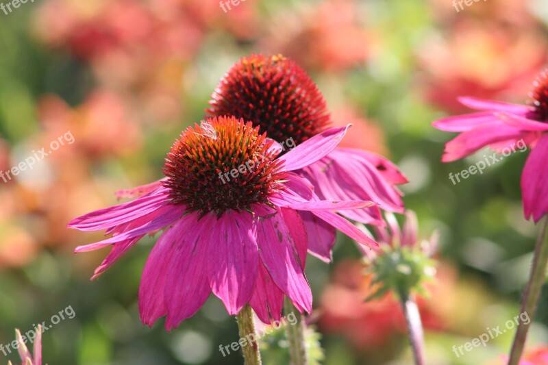 Coneflowers Flower Garden Natural Echinacea