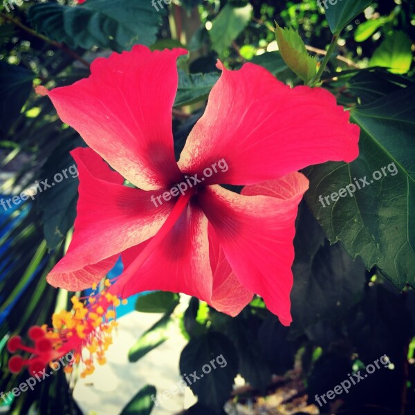 Hibiscus Flower Malvaceae Tropical Free Photos