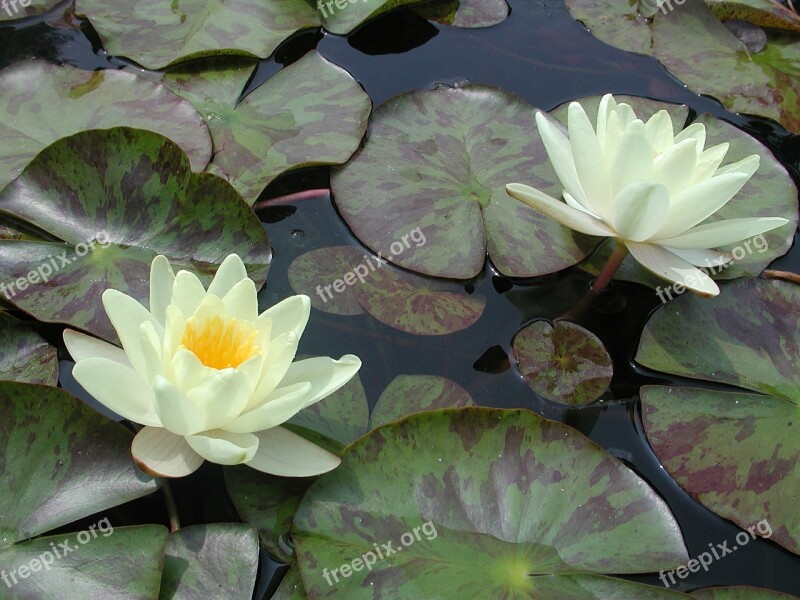 Water Lily Lily Pad Water Lily Pond