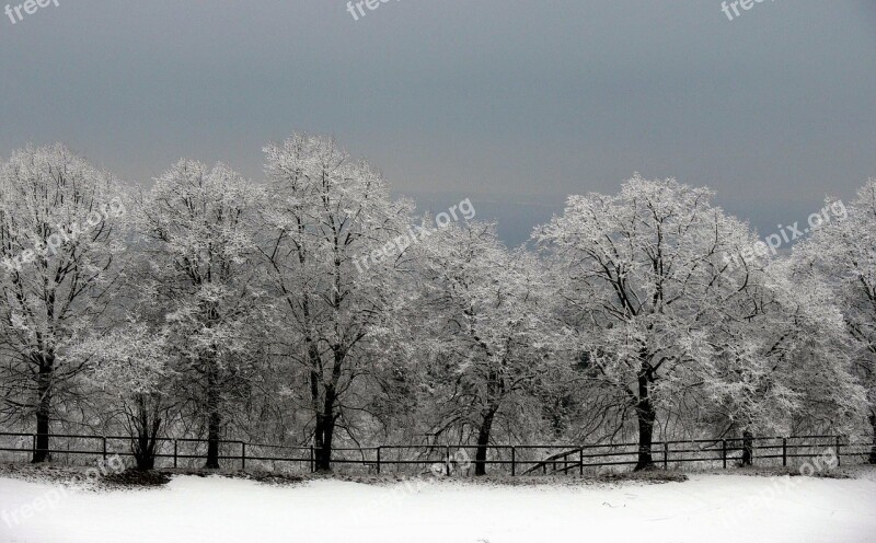 Trees Avenue Winter Mood Snow Wintry