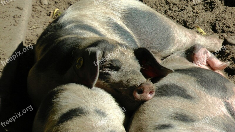 Bunte Bentheimer Pigs Sow Pigs Piglet Sleep