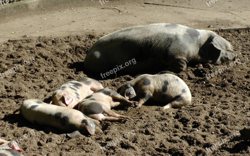 Bunte Bentheimer Pigs Sow Pigs Piglet Sleep