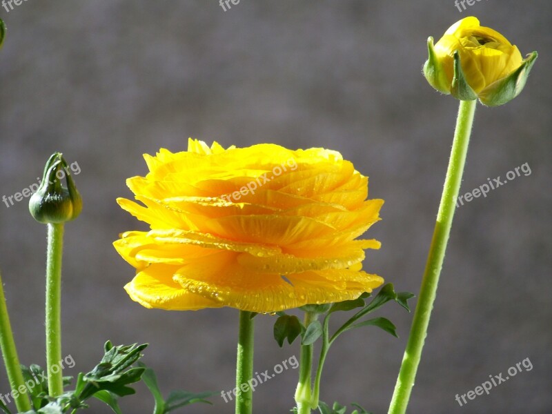 Flower Yellow Flower Flora Free Photos