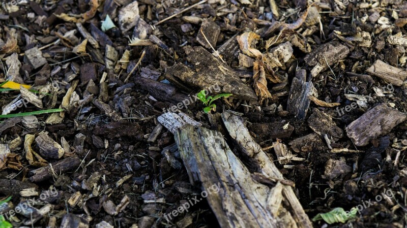 Ground Texture Wood Nature Outdoor