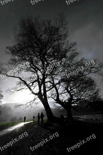 Rain Tree Cumbria Raindrops Weather