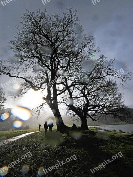 Tree Rain Cumbria Weather Water