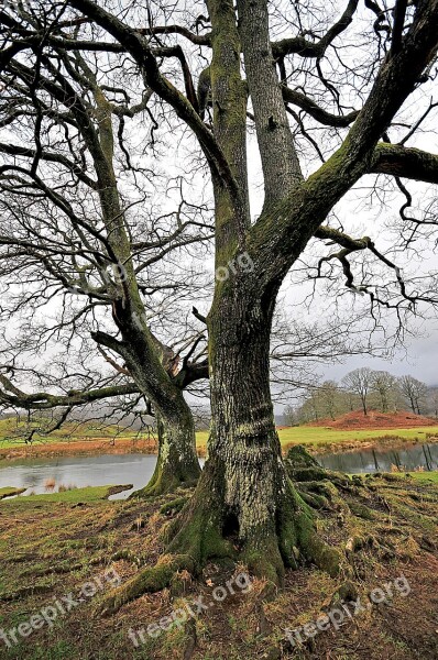 Tree Cumbria Water Nature Landscape