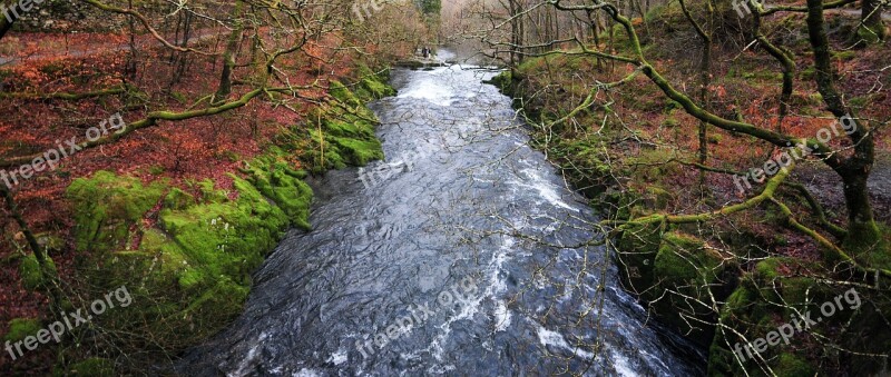 Stream Forest Water Flow Trees