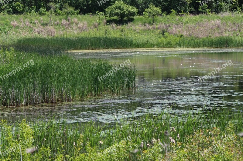 Water Nature Grass Summer Green