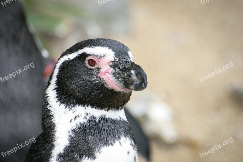 Penguin Animal Black White Bird