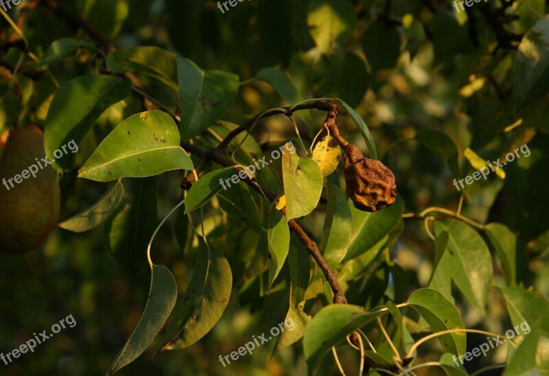 Pear Trees Pear Rotten Pear Free Photos