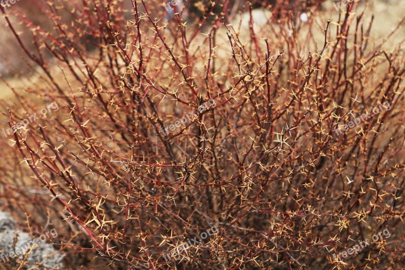 Thorn Tibet Basong Lake Plant