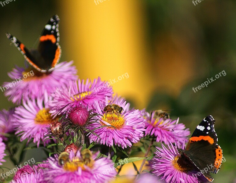 Astra Autumn Flowers Floral Bud Full Bloom Sharpness