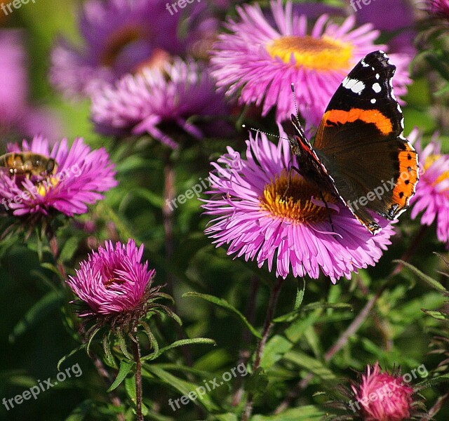 Butterfly Fair Admiral Flowers Astra Autumn Flowers