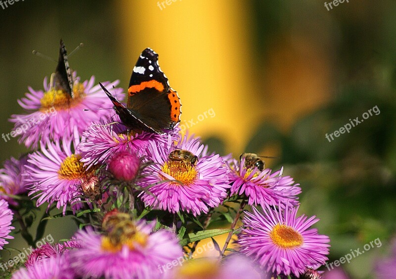 Butterflies Fair Admiral Flowers Astra Autumn Flowers