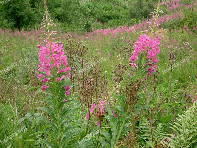 Willowherb Wild Flowers Pink Fireweed Nature