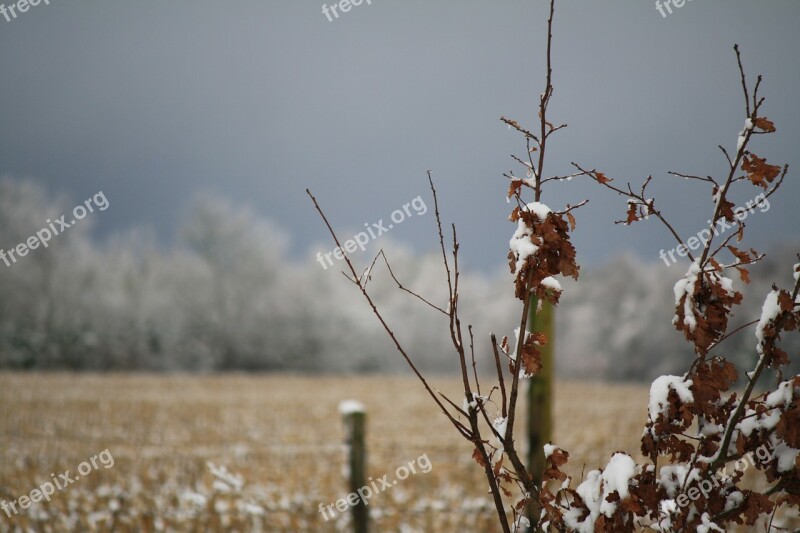 Winter Tree Leaves Still Life Pasture