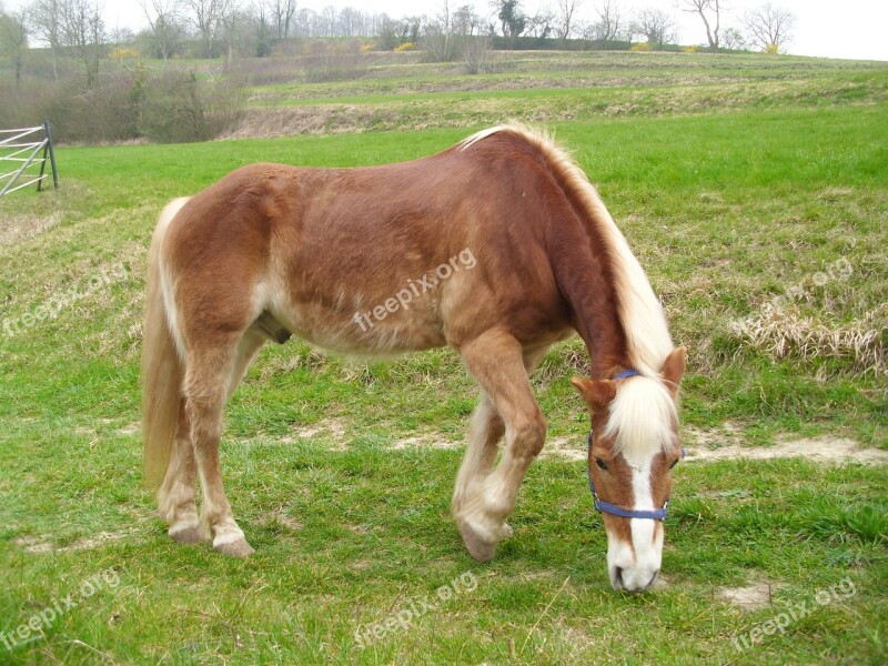 Horse Meadow Landscape Farm Graze