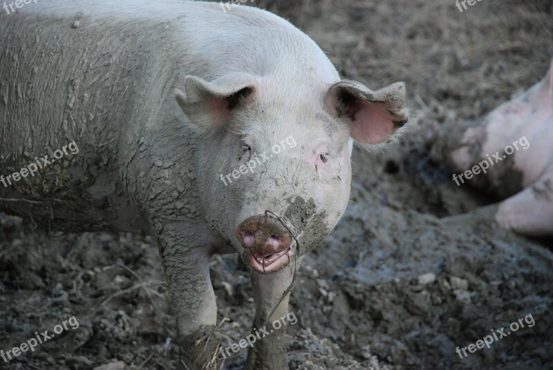 Pigs Animals Mammal Sow Happy Pig