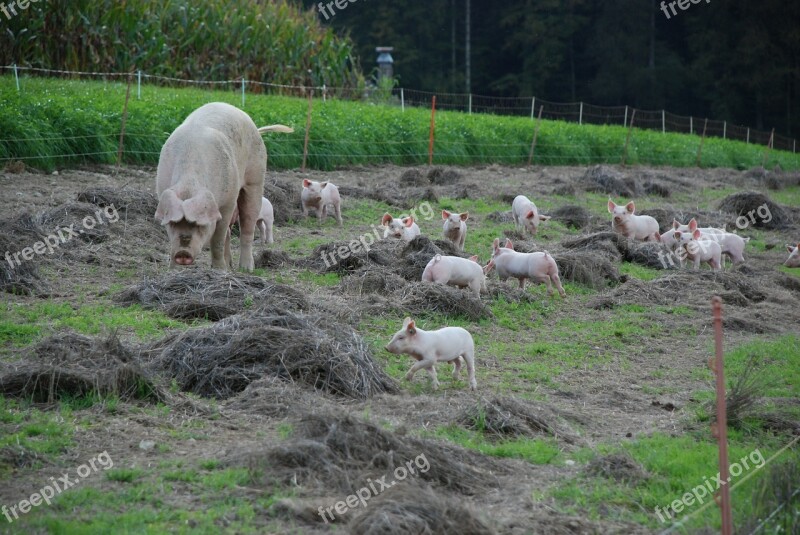 Piglet Cute Animals Sweet Pigs