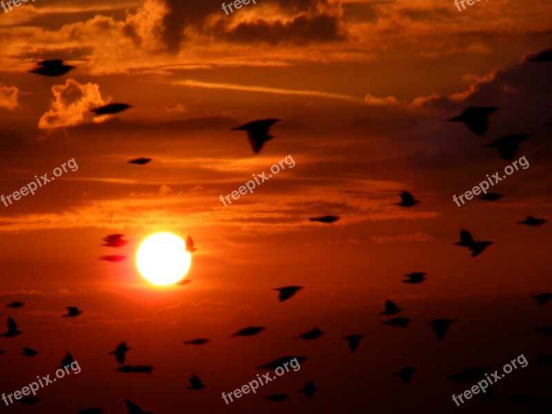 Flock Birds Birds Flying Sky Cloud