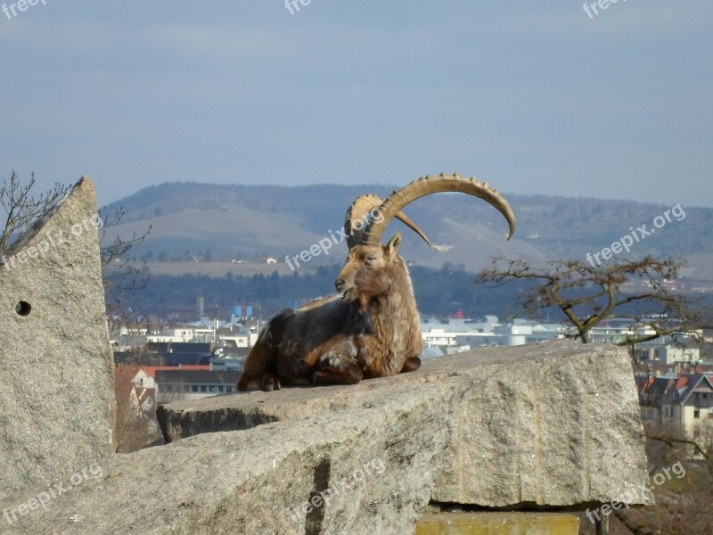 Bock Capricorn Animal Panorama Free Photos