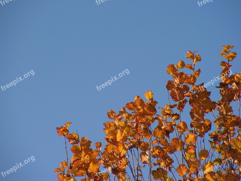 Leaves Autumn Foliage Colors Dry Leaves