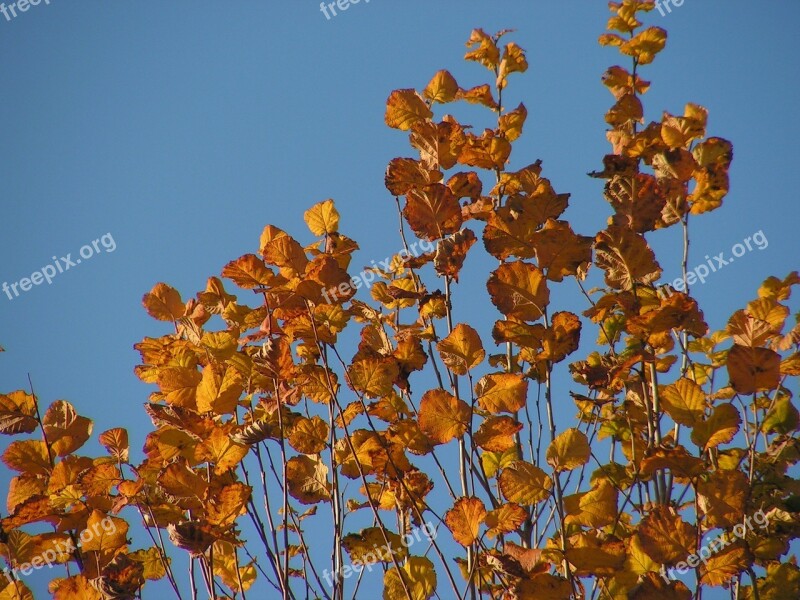 Leaves Autumn Foliage Colors Dry Leaves