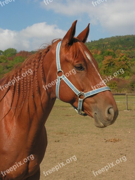 Horse Portrait Head Halter Mane