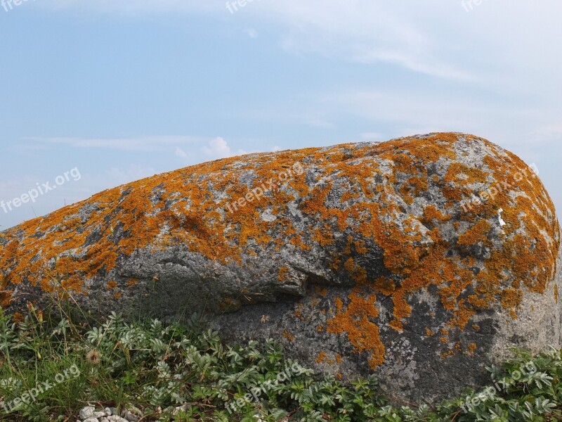 Stone Moss Nature Sweden Gotland